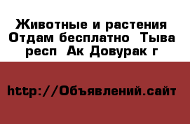 Животные и растения Отдам бесплатно. Тыва респ.,Ак-Довурак г.